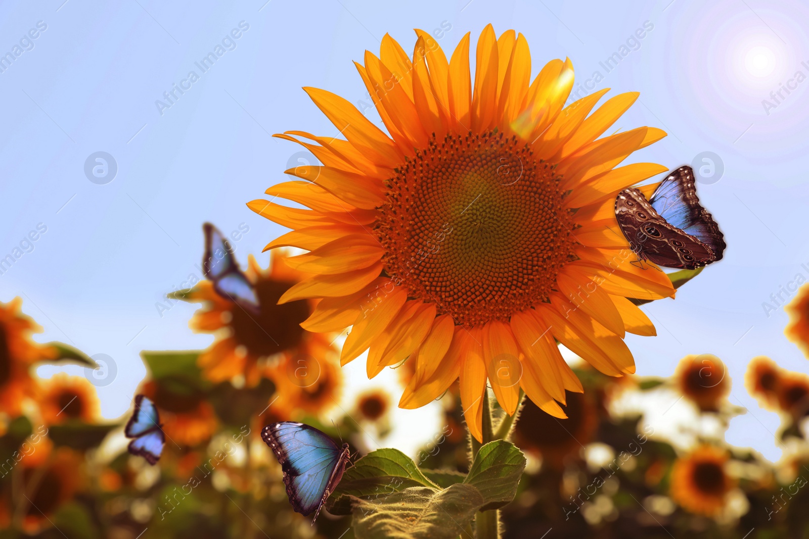 Image of Beautiful butterflies flying near sunflower in field on sunny day, closeup