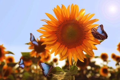 Beautiful butterflies flying near sunflower in field on sunny day, closeup