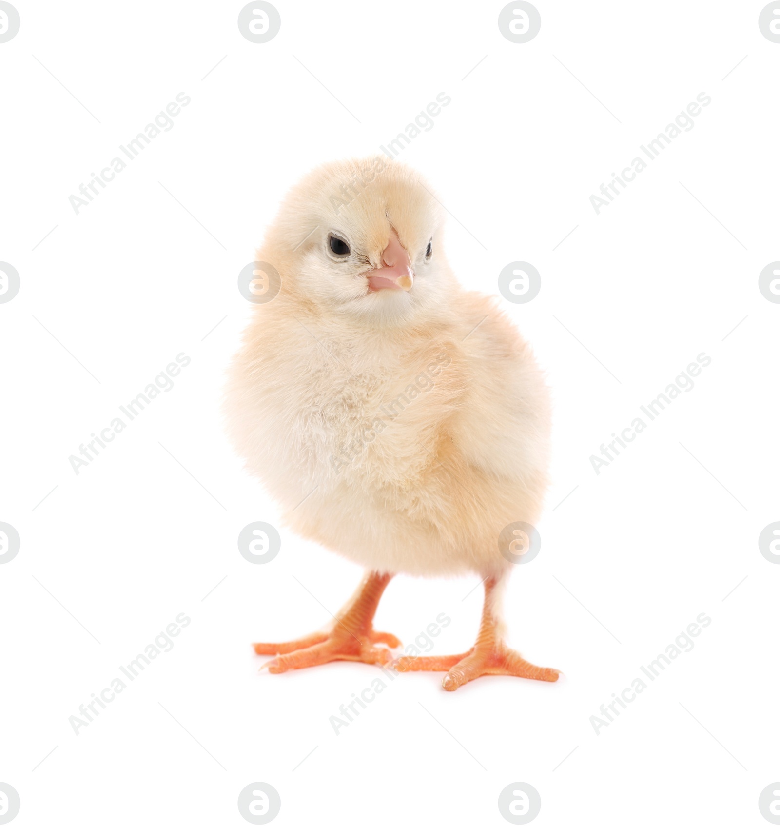 Photo of Cute fluffy baby chicken on white background