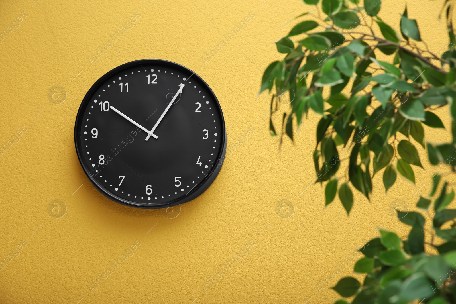 Photo of Plant with green foliage near clock on color wall