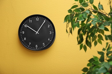 Plant with green foliage near clock on color wall