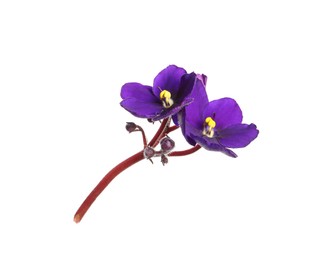 Purple flowers of violet plant isolated on white