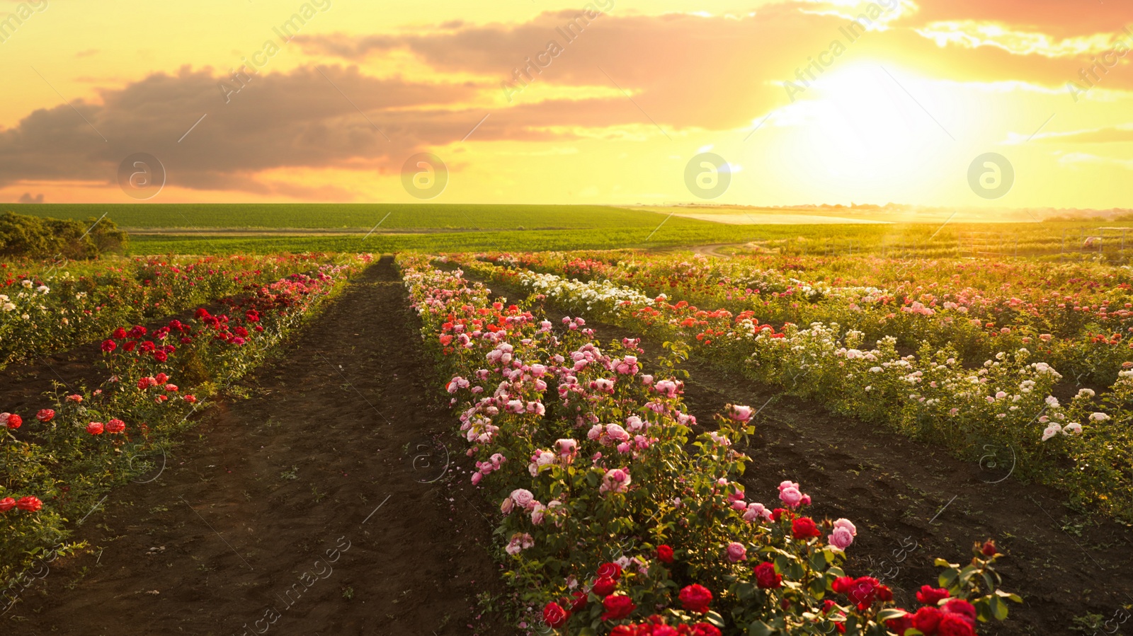 Photo of Bushes with beautiful roses outdoors on sunny day