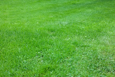 Beautiful view of green grass in garden on sunny day