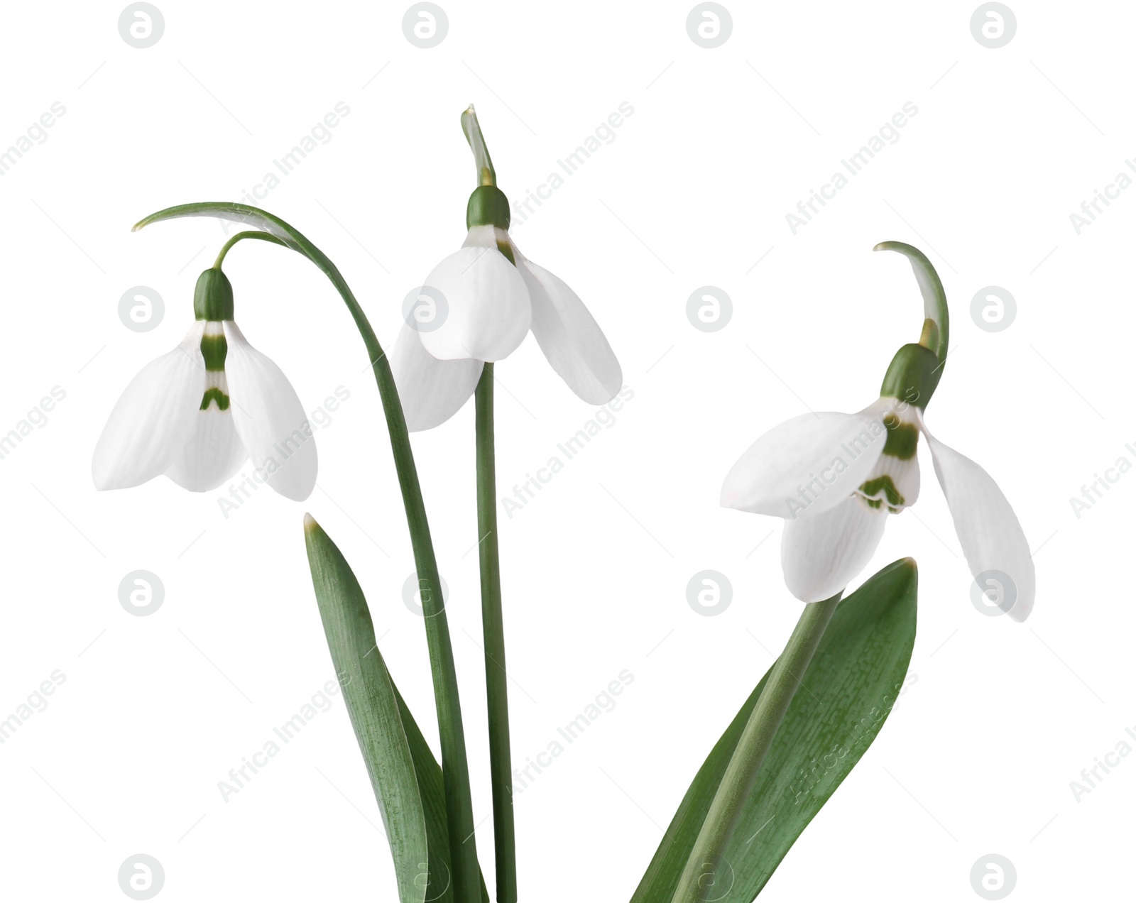 Photo of Beautiful snowdrops isolated on white. Spring flowers