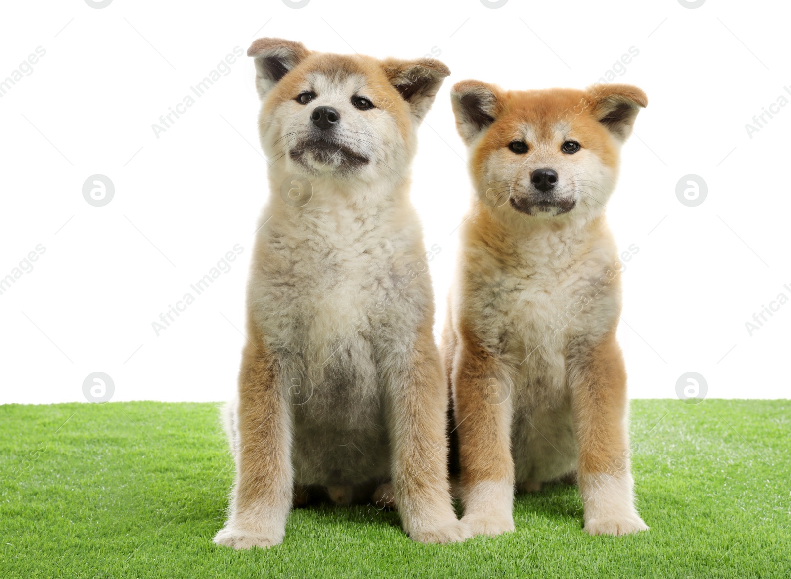 Photo of Cute akita inu puppies on artificial grass against white background