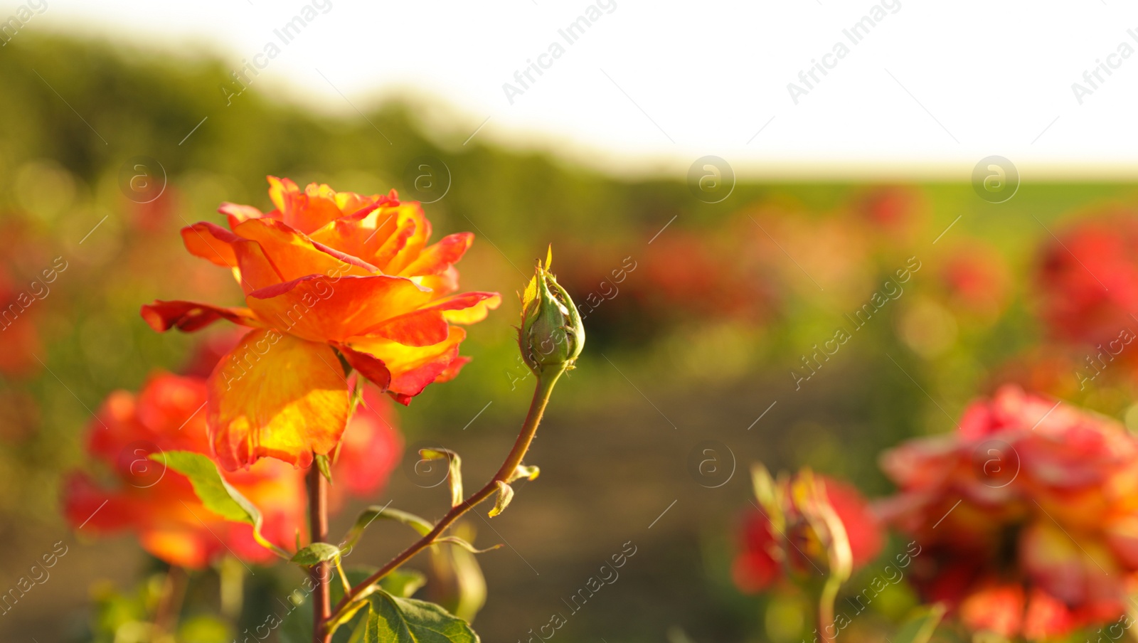 Photo of Green bush with beautiful roses in blooming garden on sunny day