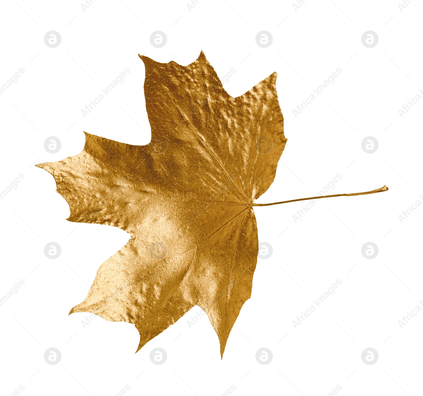 Photo of One golden maple leaf isolated on white. Autumn season