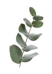 Photo of Eucalyptus branch with fresh leaves isolated on white