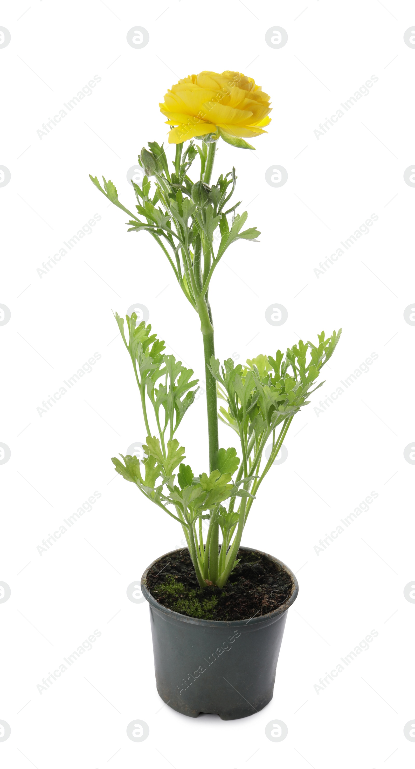 Photo of Beautiful yellow ranunculus flower in pot on white background