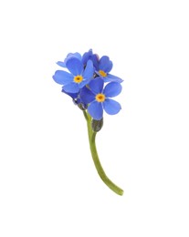 Photo of Delicate blue Forget-me-not flowers on white background