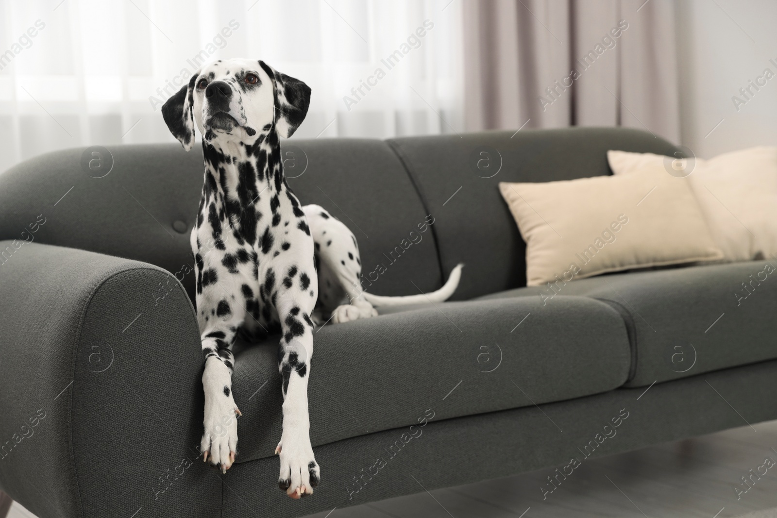 Photo of Adorable Dalmatian dog lying on couch indoors