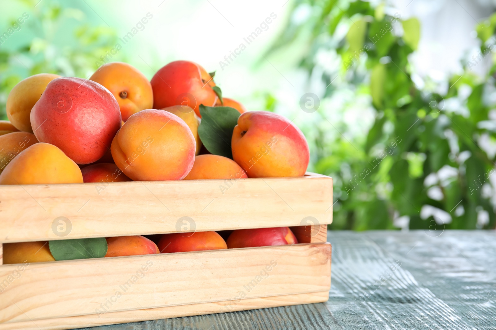 Photo of Many fresh ripe apricots in wooden crate on blue table against blurred background