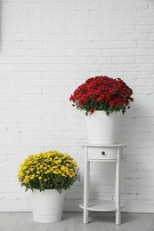 Photo of Pots with beautiful chrysanthemum flowers against white brick wall. Space for text