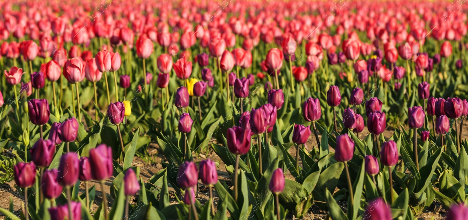 Photo of Field with fresh beautiful tulips. Blooming flowers