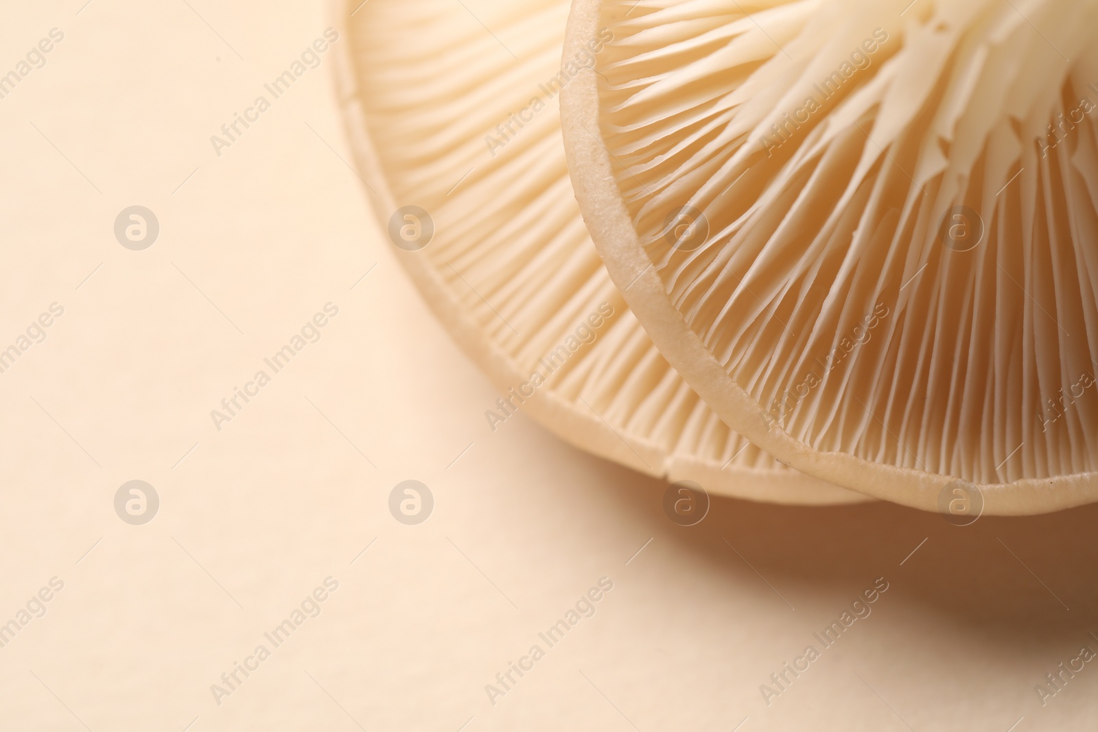 Photo of Fresh oyster mushrooms on beige background, macro view. Space for text