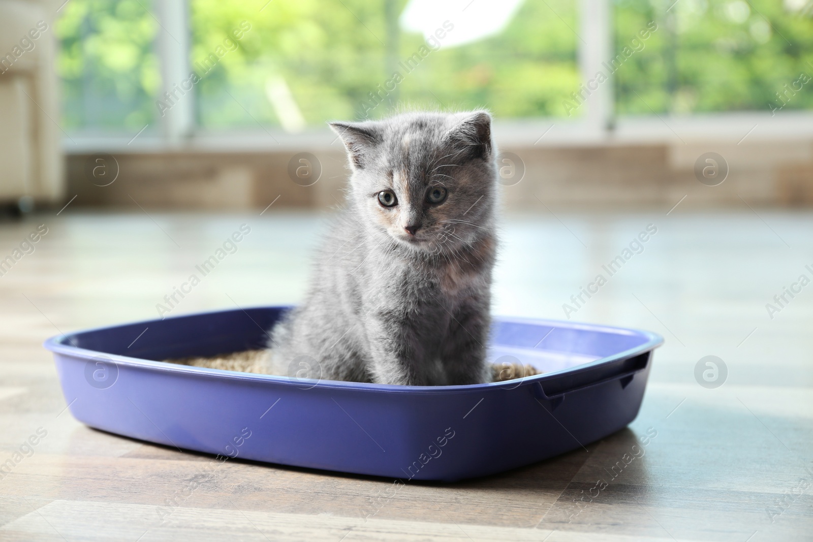 Photo of Cute British Shorthair kitten in litter box at home