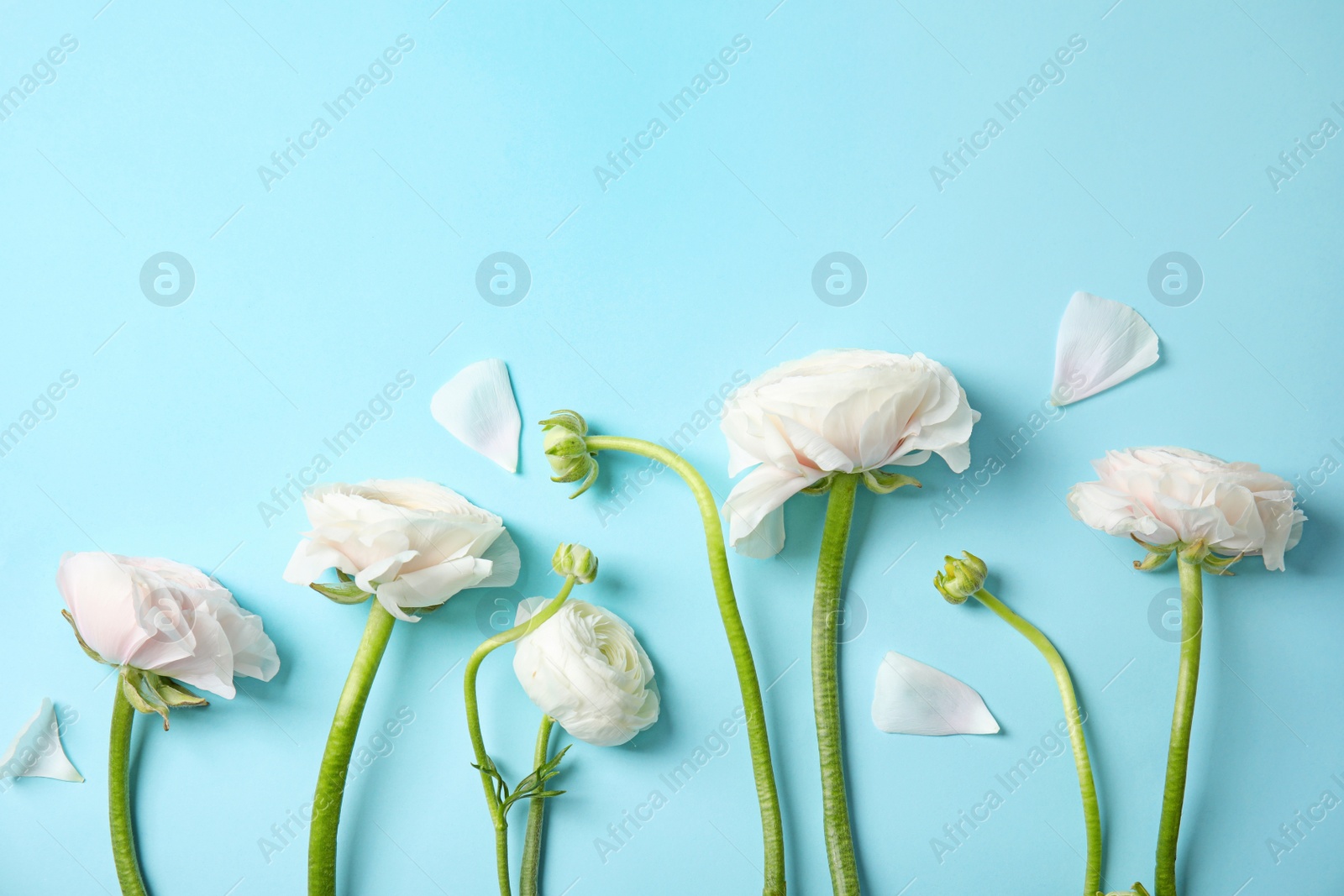 Photo of Flat lay composition with ranunculus flowers on color background, space for text