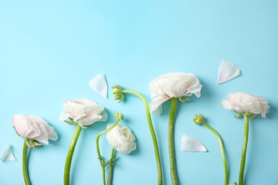 Flat lay composition with ranunculus flowers on color background, space for text