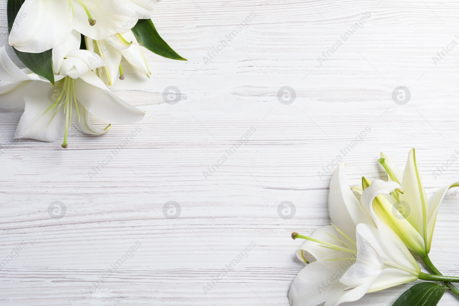 Photo of Beautiful lily flowers on white wooden table, flat lay. Space for text