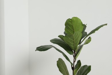 Photo of Fiddle Fig or Ficus Lyrata plant with green leaves on white background, closeup. Space for text