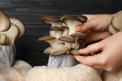 Photo of Woman checking quality of oyster mushrooms on wooden background, closeup. Fungi cultivation