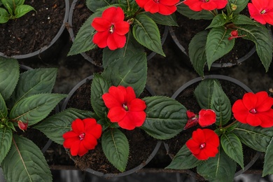 Photo of Many blooming flowers growing in pots with soil, top view