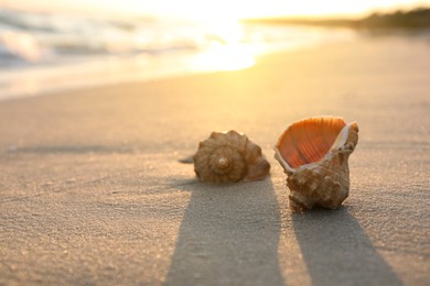 Photo of Beautiful seashells on sandy beach at sunrise. Space for text