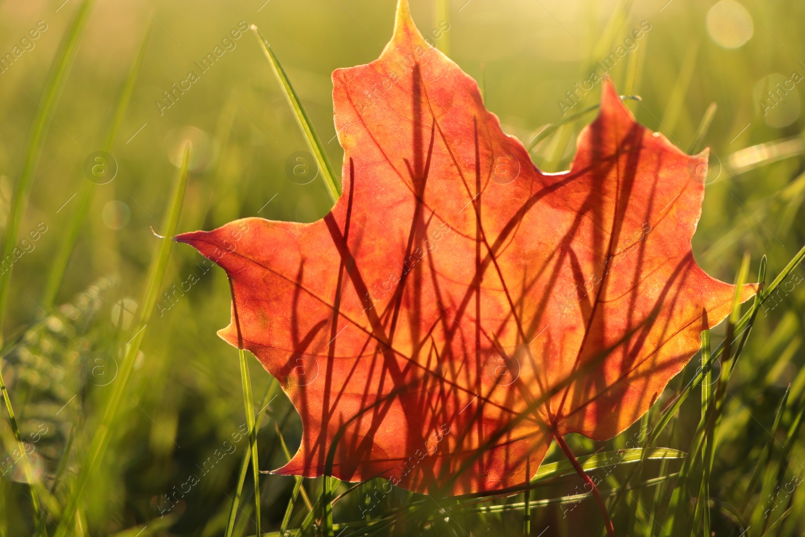 Photo of Beautiful fallen leaf among green grass outdoors on sunny autumn day, closeup