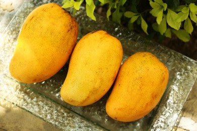 Photo of Delicious ripe yellow mangos on plate outdoors, above view