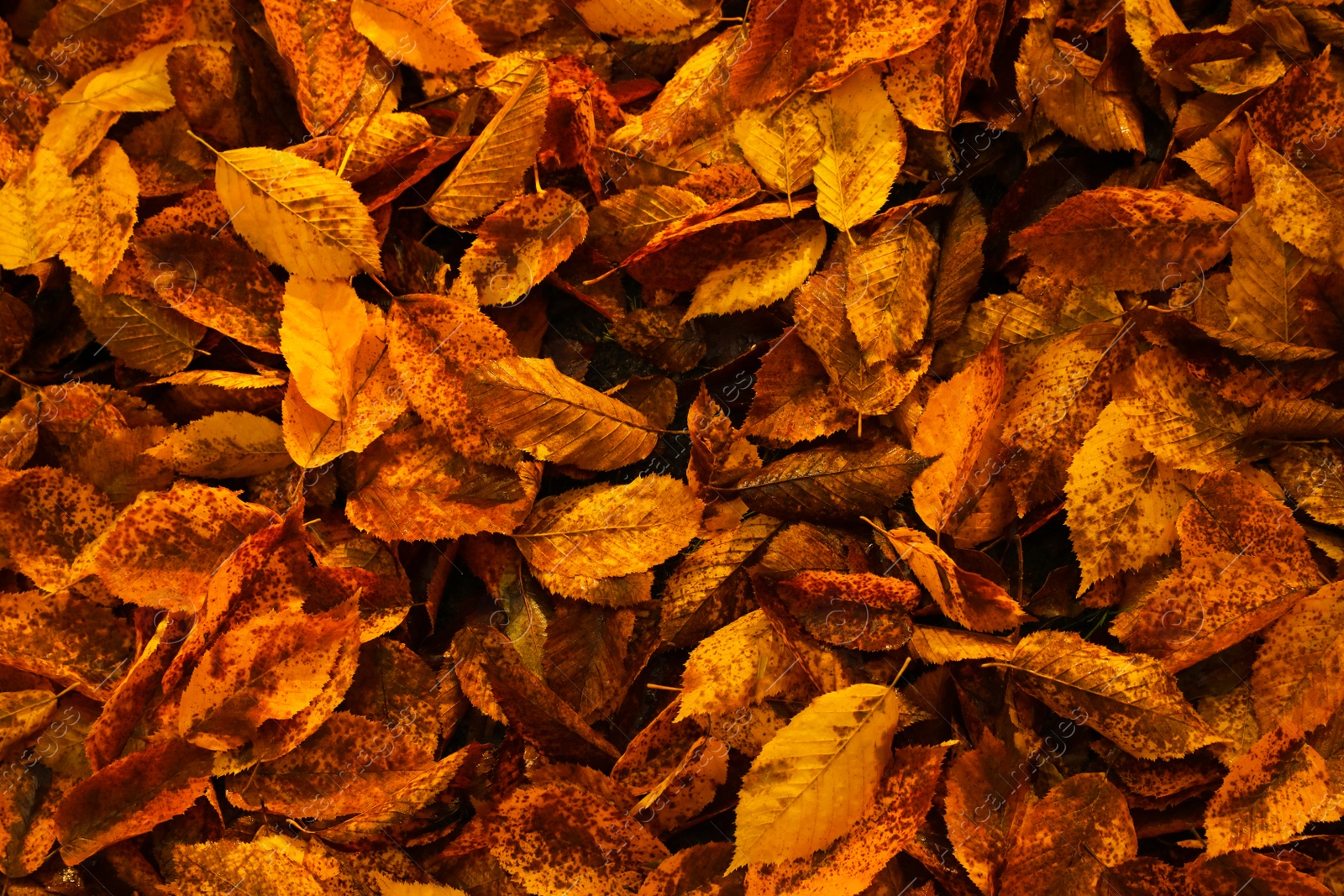 Photo of Beautiful wet yellowed leaves as background, top view