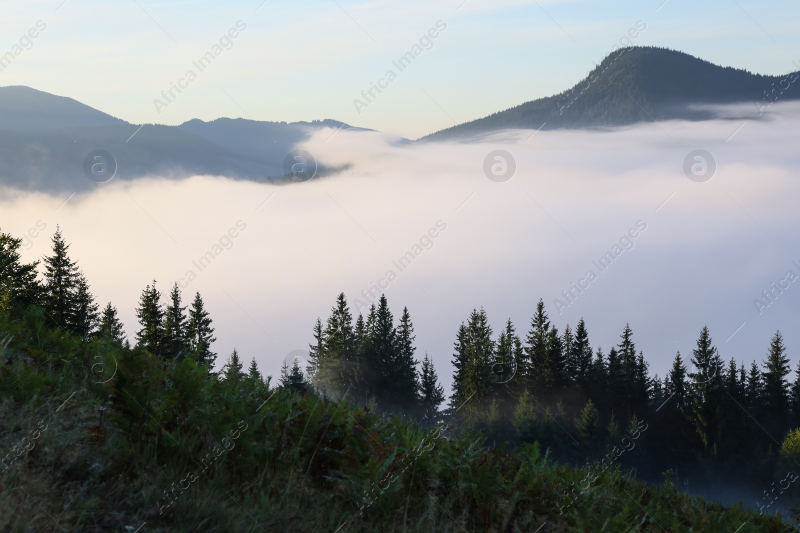 Photo of Picturesque view foggy forest in mountains on morning