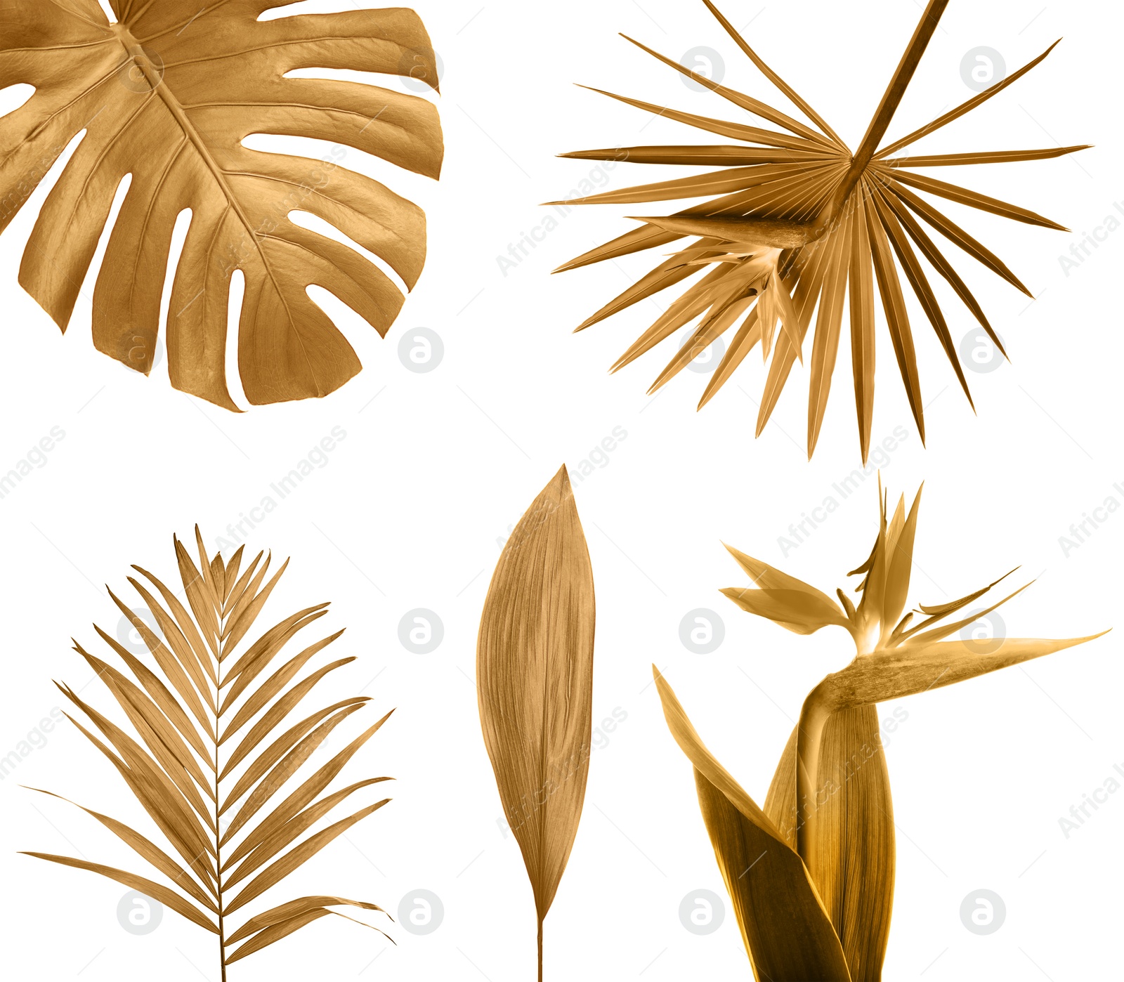 Image of Set of different golden leaves on white background