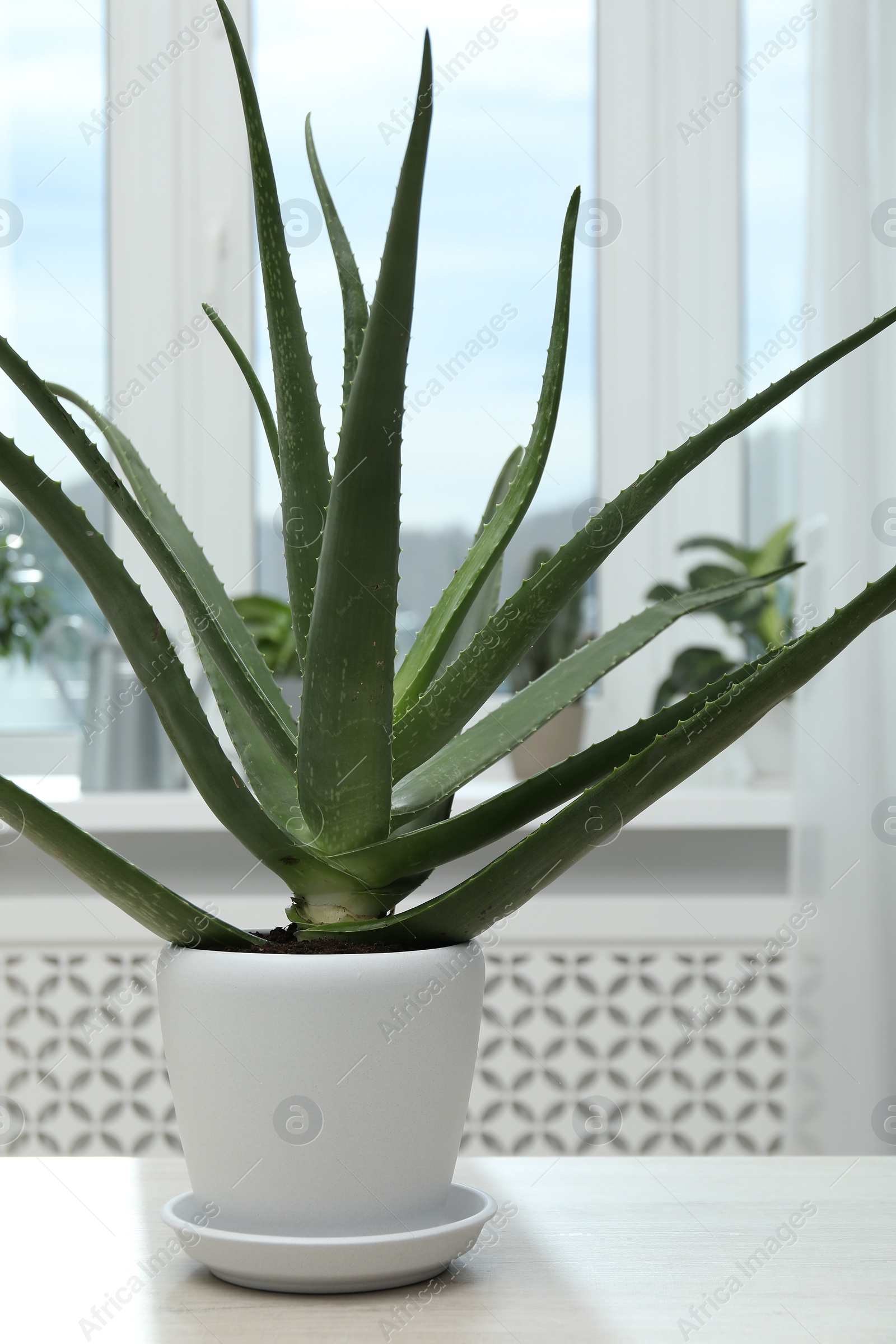Photo of Green aloe vera plant in pot on table indoors