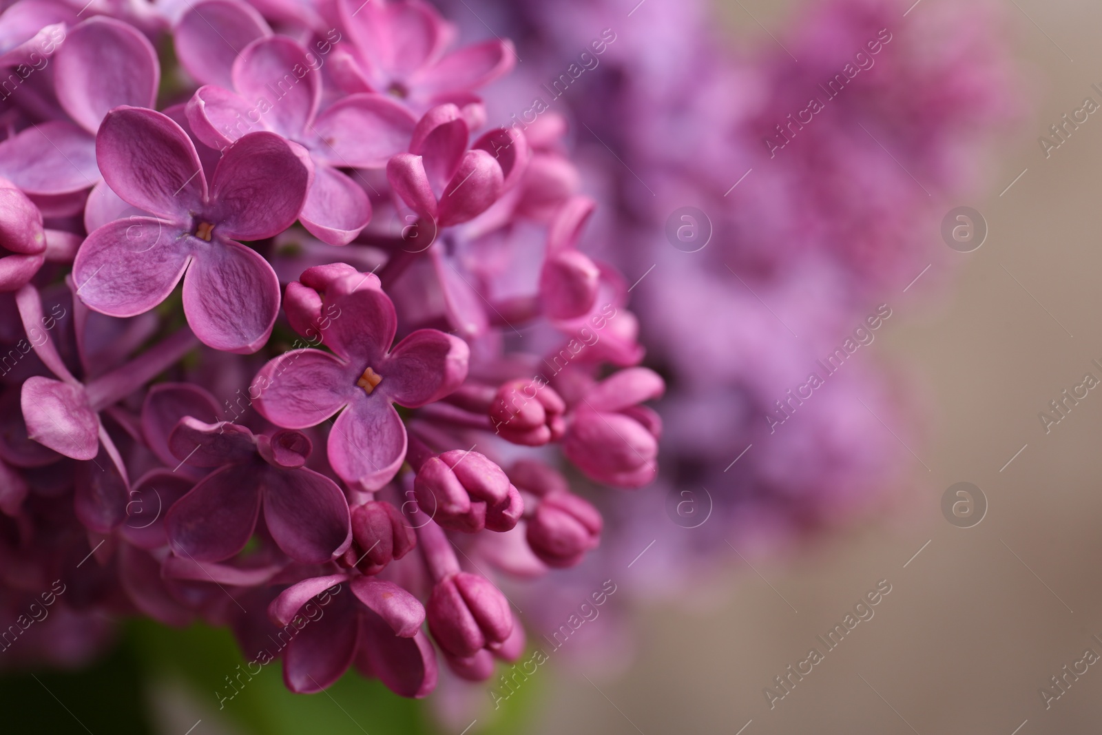 Photo of Beautiful blooming lilac flowers against blurred background, closeup. Space for text