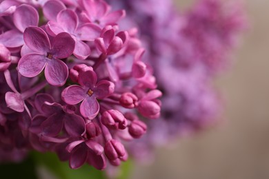 Beautiful blooming lilac flowers against blurred background, closeup. Space for text