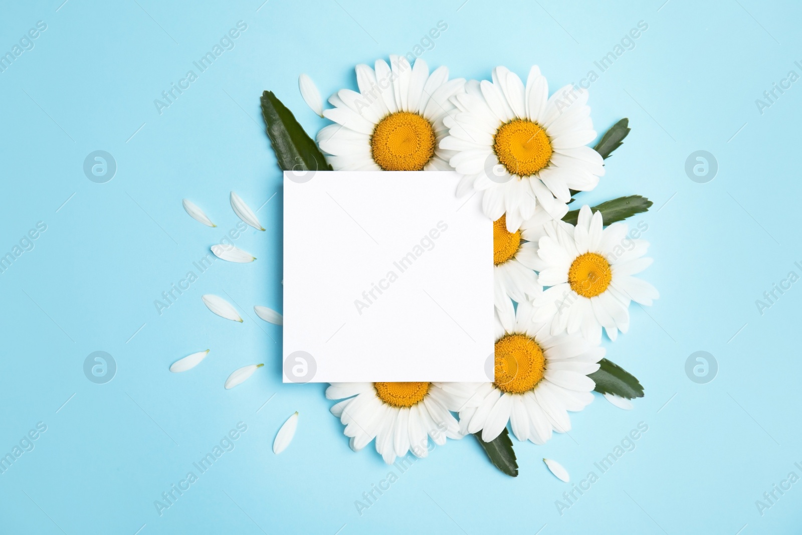 Photo of Beautiful floral composition with chamomile flowers and card on color background, top view