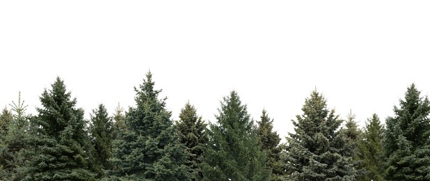 Many different coniferous trees on white background