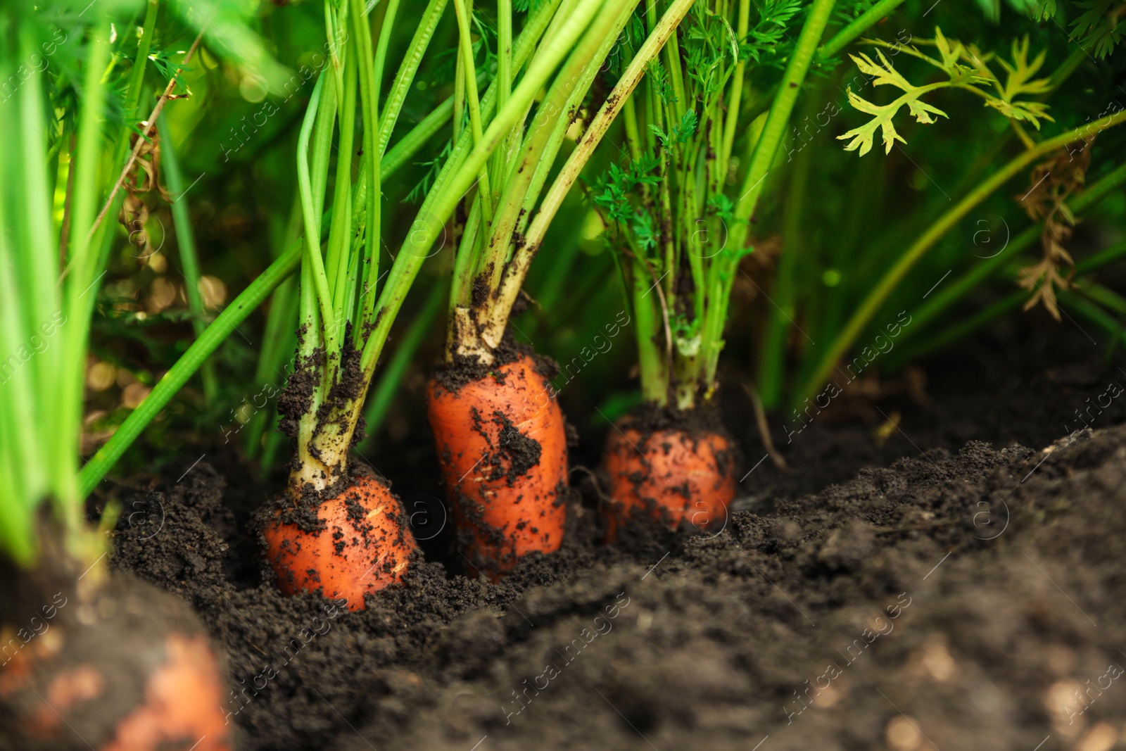 Photo of Ripe carrots growing in soil, closeup. Organic farming