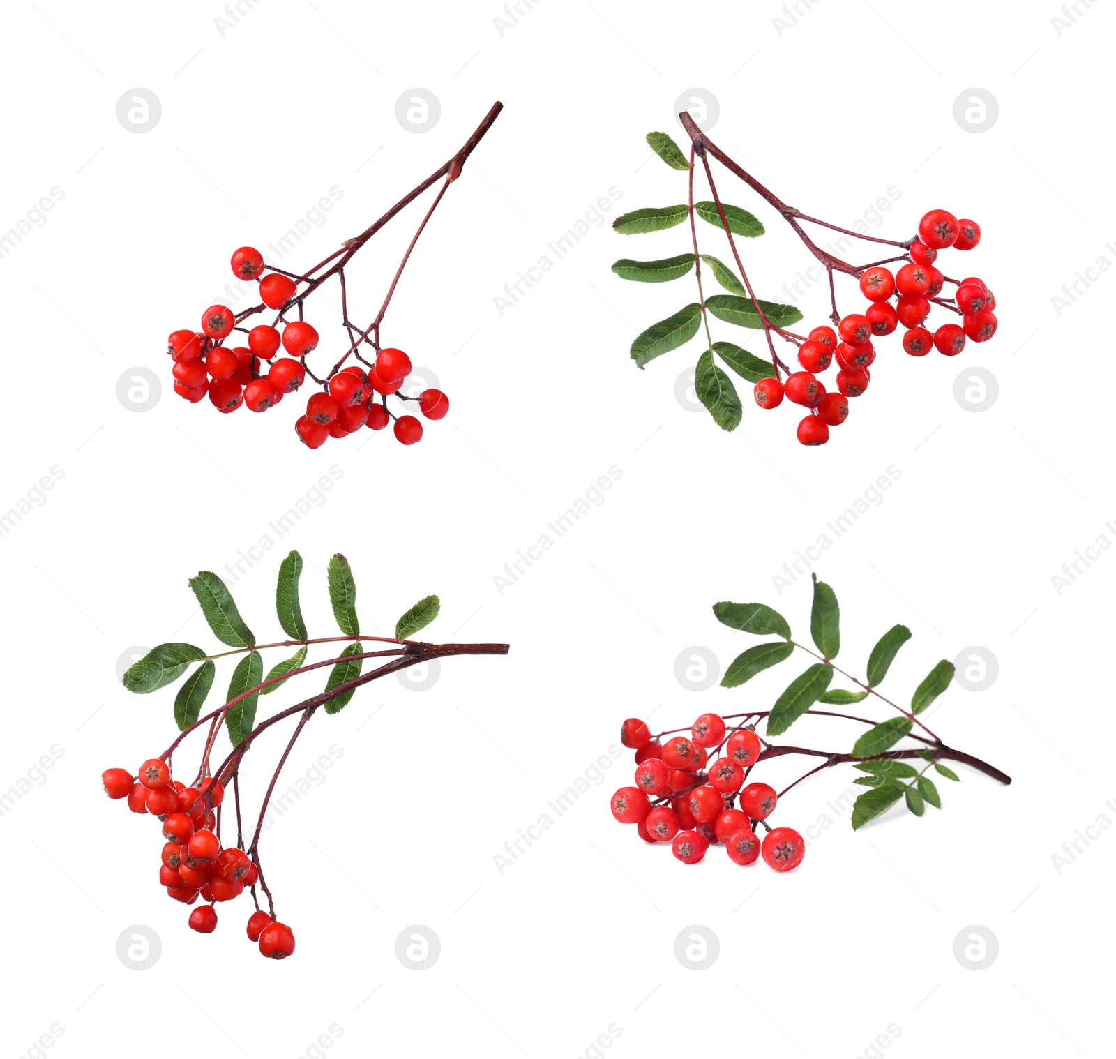 Image of Set with ripe rowan berries on white background