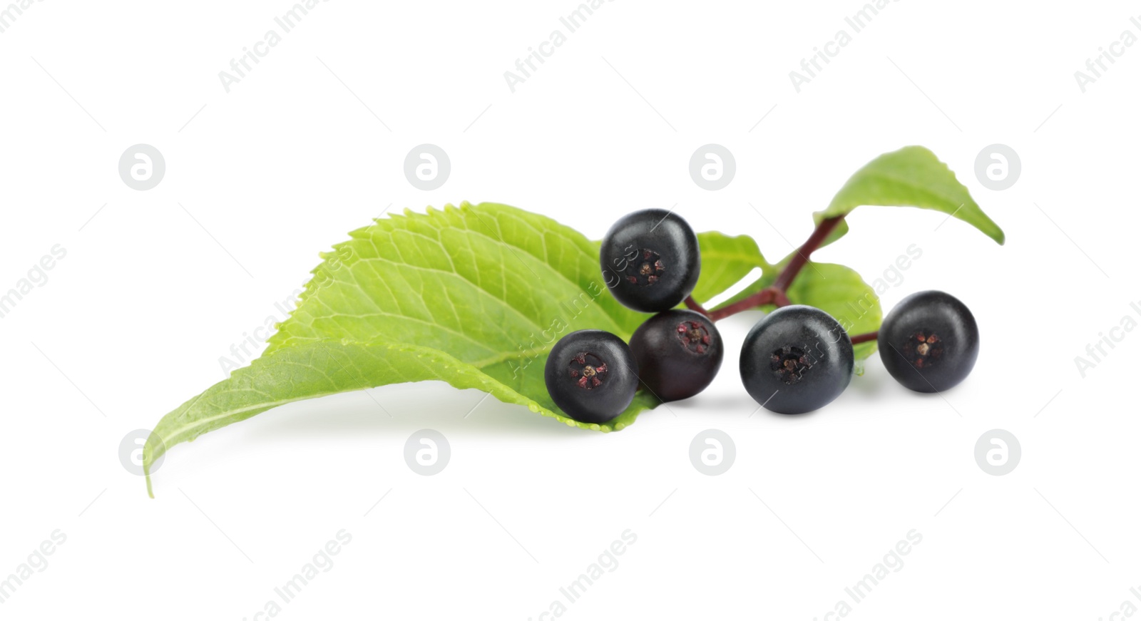 Photo of Ripe elderberries with green leaves on white background