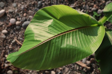 Photo of Closeup view of green banana leaf outdoors