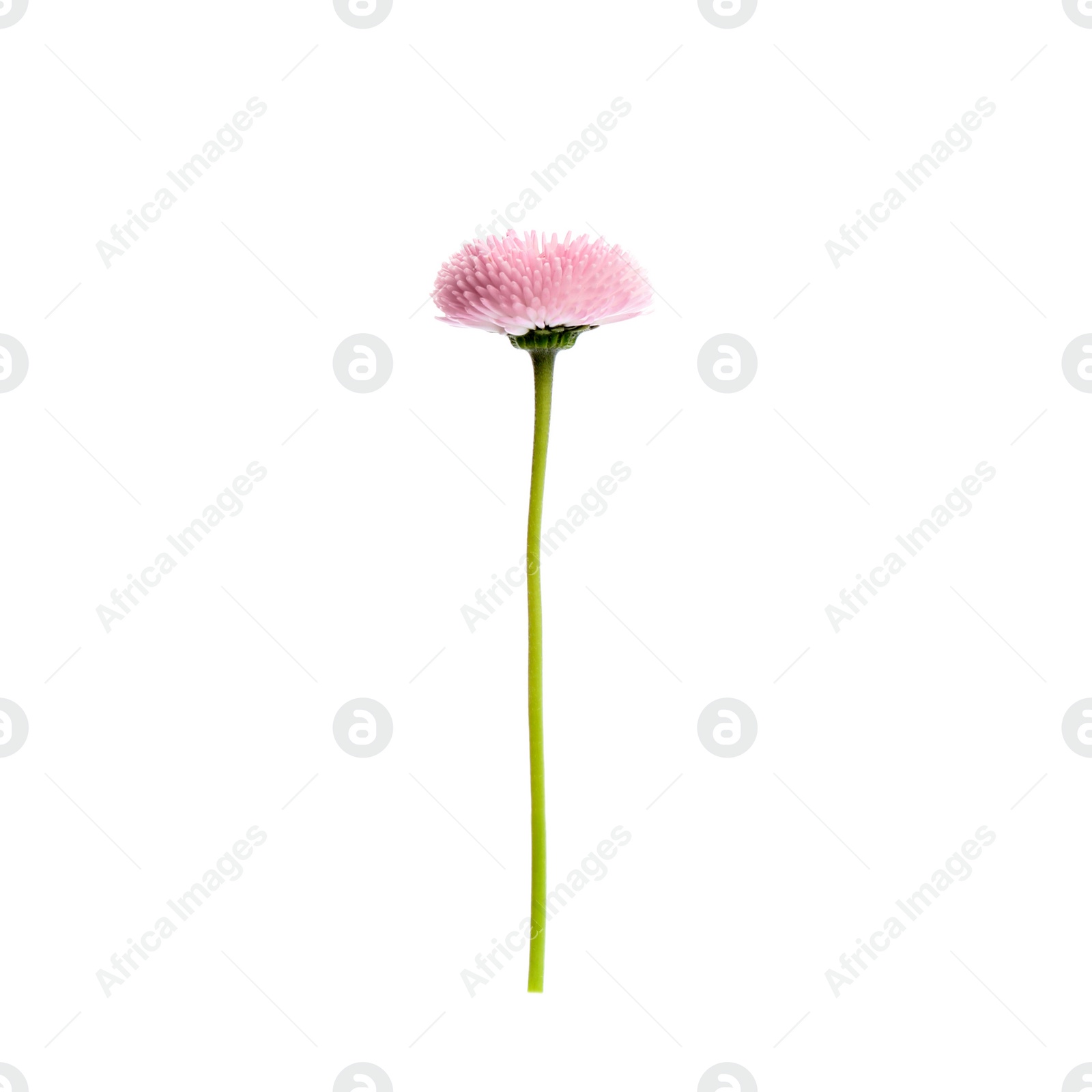 Photo of Beautiful spring daisy flower isolated on white