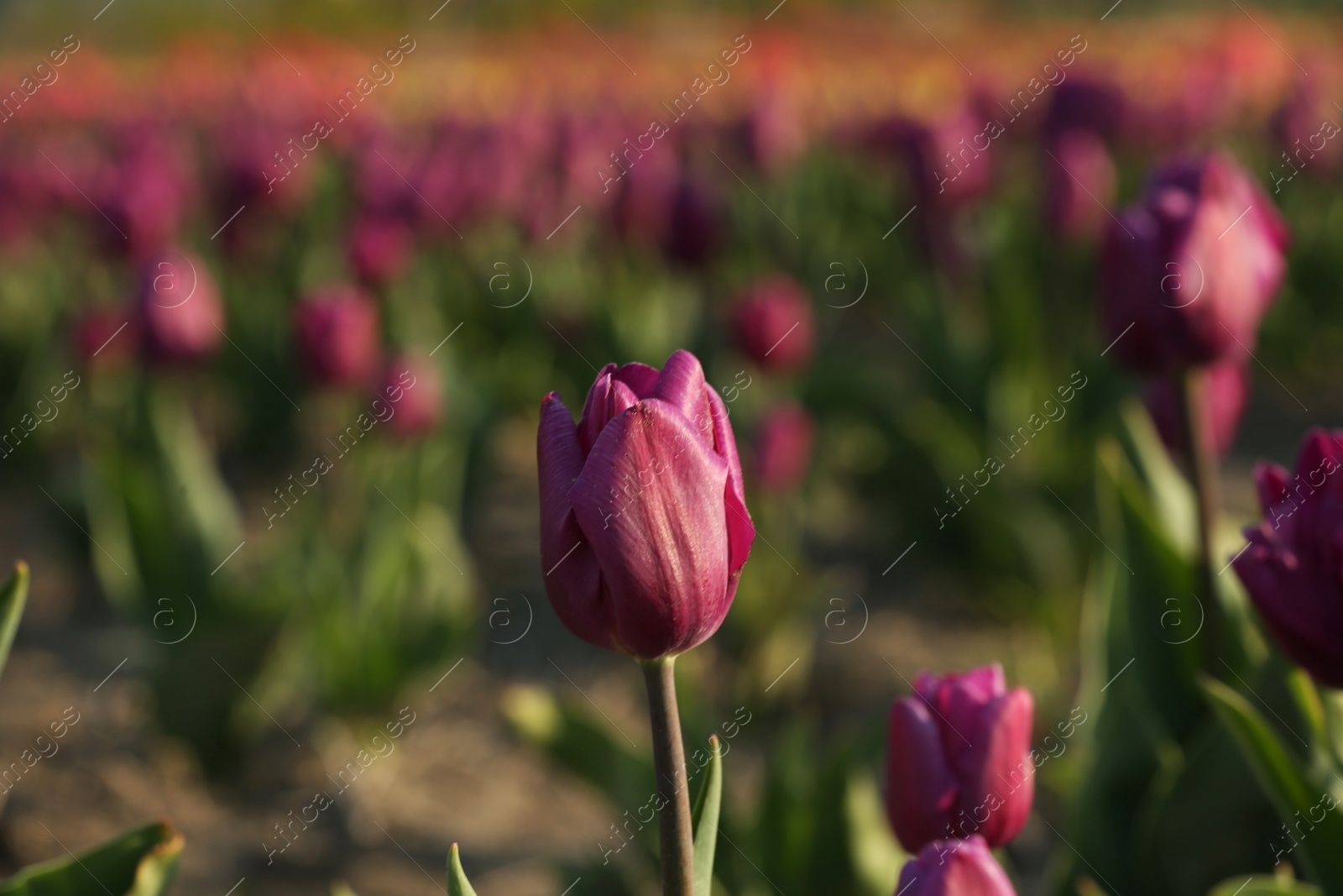 Photo of Field with fresh beautiful tulips. Blooming flowers