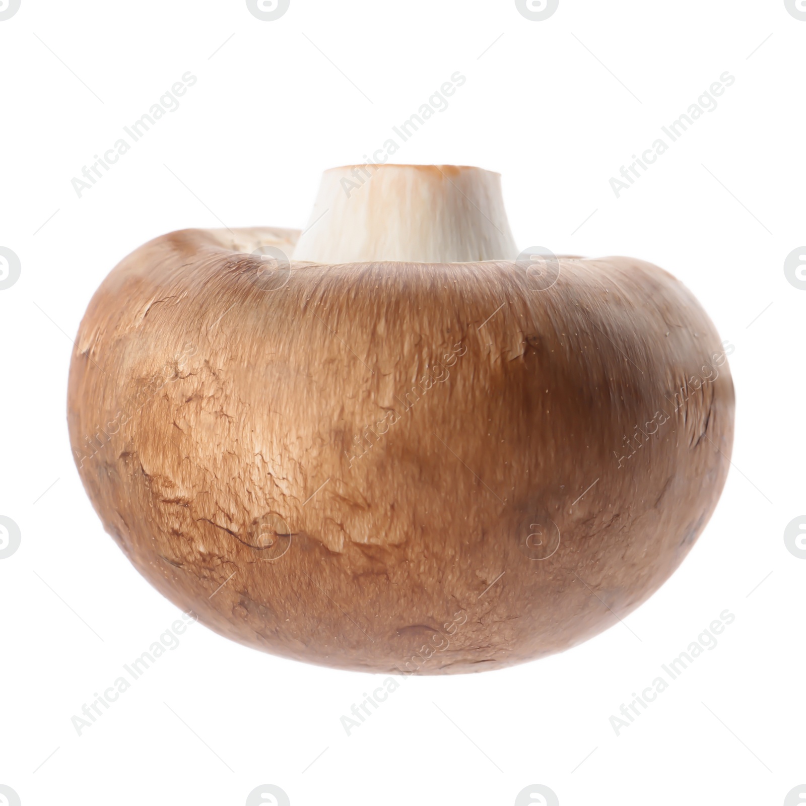 Photo of Fresh champignon mushroom isolated on white. Healthy food