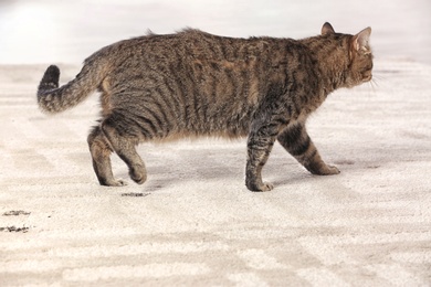 Photo of Cute cat leaving muddy paw prints on carpet