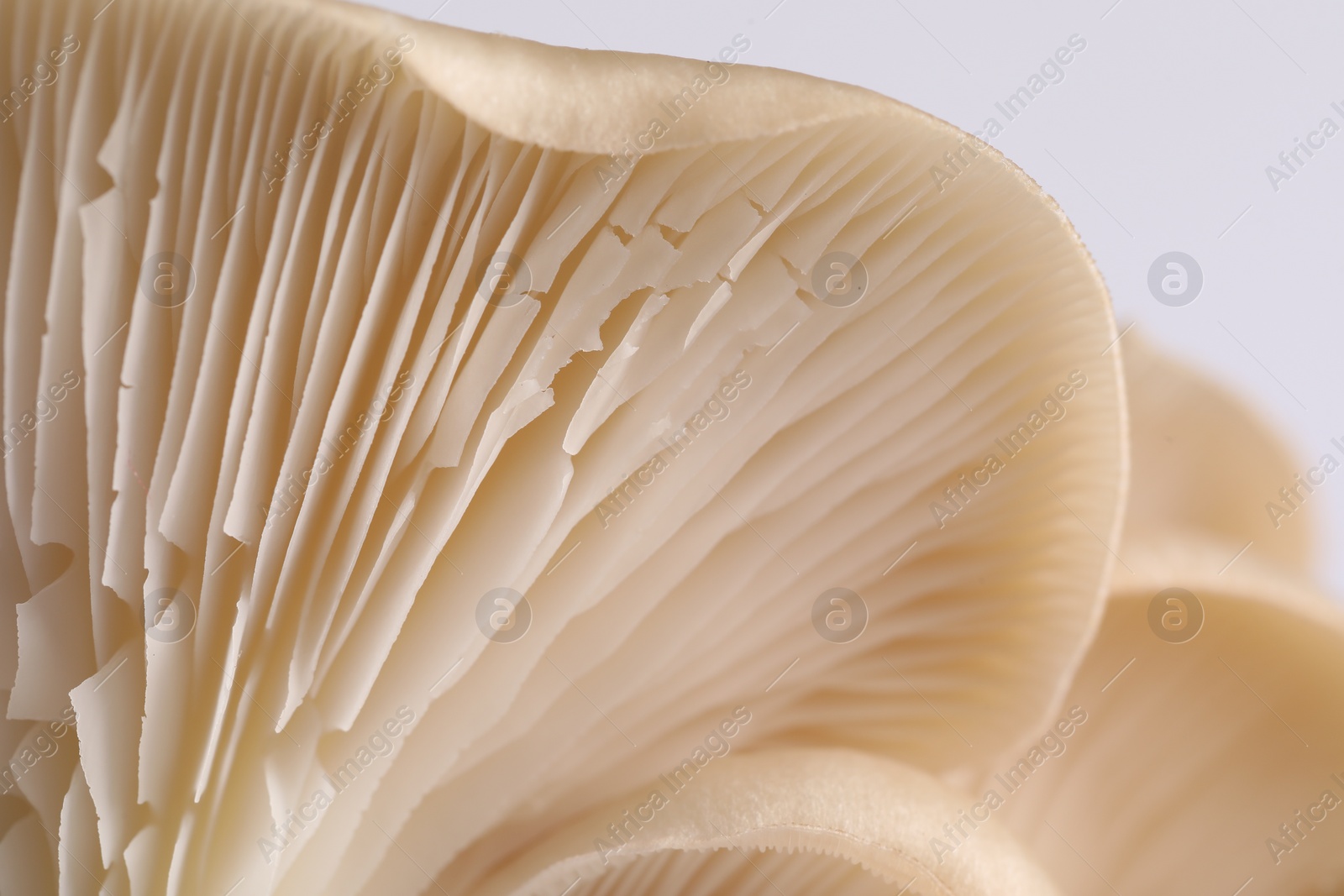 Photo of Fresh oyster mushrooms on white background, macro view