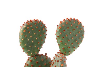 Photo of Beautiful green Opuntia cactus on white background