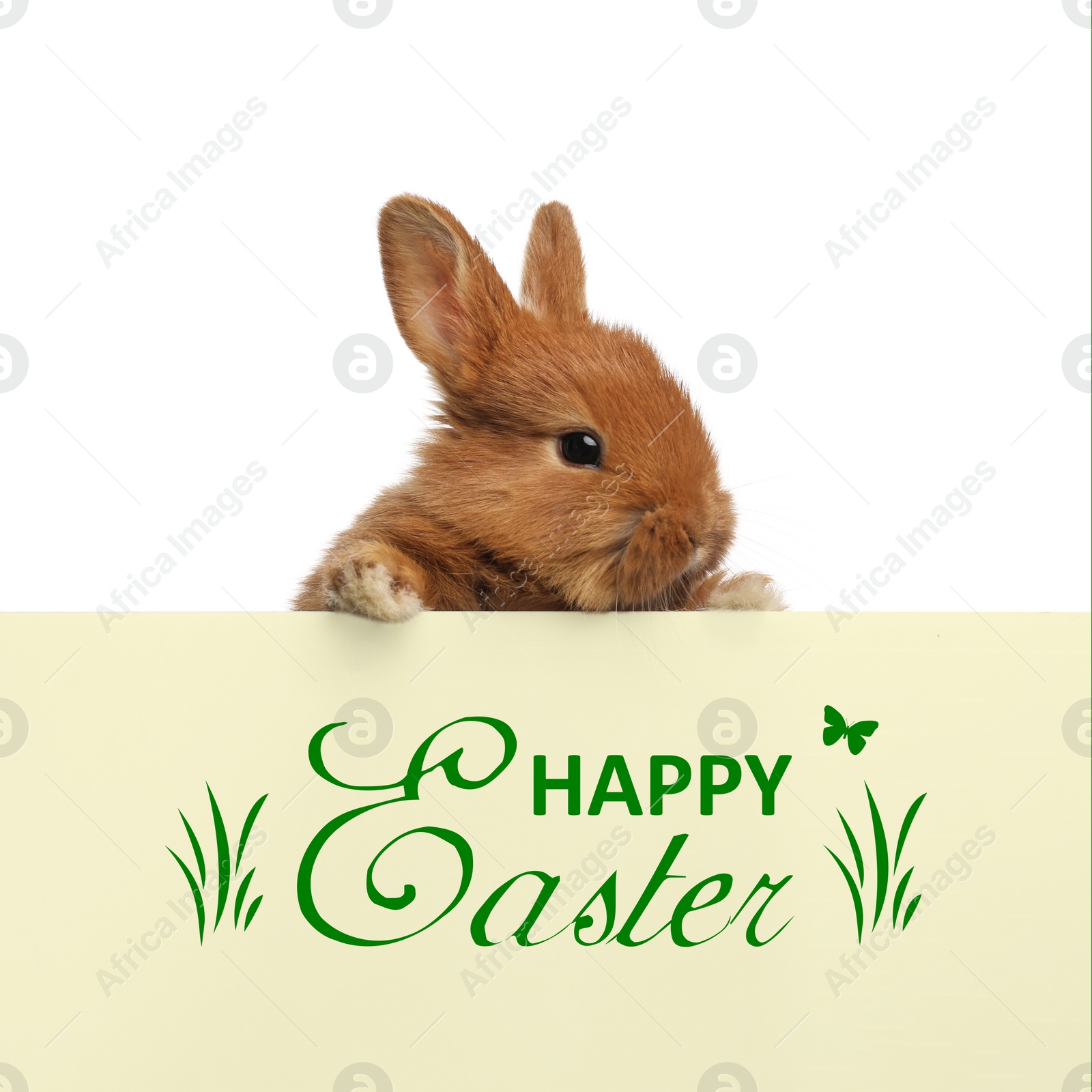 Image of Adorable fluffy bunny on white background. Happy Easter