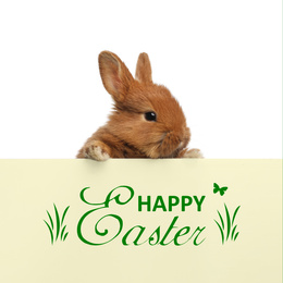 Image of Adorable fluffy bunny on white background. Happy Easter